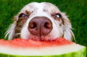 娱乐吃瓜菌小狗