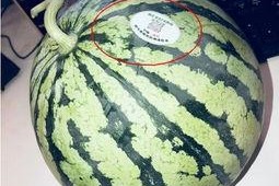 金乡吃瓜网红,揭秘乡村网络红人的崛起之路