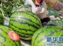 襄城县吃瓜网最新消息,揭秘当地新鲜趣事，带你领略襄城独特魅力