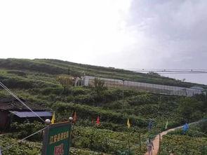 成县吃瓜网红事件真相是真的吗,真相揭秘，还原事件始末